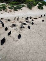 Educational Penguin Encounters: Inspire Conservation Action with Endangered African Penguins! - Image 3