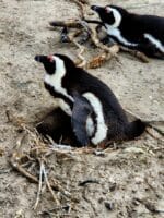 Educational Penguin Encounters: Inspire Conservation Action with Endangered African Penguins! - Image 2