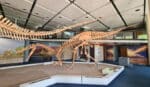 Unearth the Past at Iziko Museums Cape Town: An Unforgettable Adventure! - Image 9