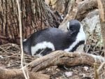 Educational Penguin Encounters: Inspire Conservation Action with Endangered African Penguins! - Image 6