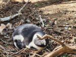 Educational Penguin Encounters: Inspire Conservation Action with Endangered African Penguins! - Image 7