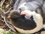 Educational Penguin Encounters: Inspire Conservation Action with Endangered African Penguins! - Image 4