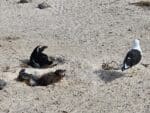 Educational Penguin Encounters: Inspire Conservation Action with Endangered African Penguins! - Image 8
