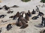 Educational Penguin Encounters: Inspire Conservation Action with Endangered African Penguins! - Image 9
