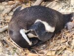 Educational Penguin Encounters: Inspire Conservation Action with Endangered African Penguins! - Image 10