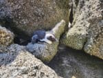 Educational Penguin Encounters: Inspire Conservation Action with Endangered African Penguins! - Image 5