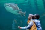 An Unforgettable Two Oceans Aquarium Adventure! - Image 4