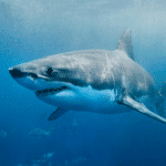 Shark Cage Diving Tour in Gansbaai - Image 3