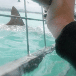 Shark Cage Diving Tour in Gansbaai - Image 2
