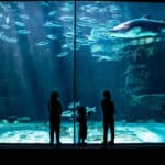 An Unforgettable Two Oceans Aquarium Adventure! - Image 8