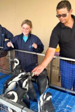 Discover the Penguin's World at the Kleinbaai Penguin Rehabilitation Sanctuary - Image 3