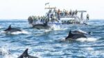 Witness the Giants of the Ocean: An Unforgettable Whale Watching Adventure! - Image 3