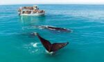 Witness the Giants of the Ocean: An Unforgettable Whale Watching Adventure! - Image 4