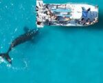 Witness the Giants of the Ocean: An Unforgettable Whale Watching Adventure! - Image 5