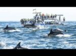 Witness the Giants of the Ocean: An Unforgettable Whale Watching Adventure! - Image 7