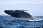 Witness the Giants of the Ocean: An Unforgettable Whale Watching Adventure! - Image 8