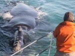 Witness the Giants of the Ocean: An Unforgettable Whale Watching Adventure! - Image 9