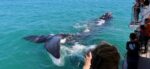 Witness the Giants of the Ocean: An Unforgettable Whale Watching Adventure! - Image 10