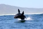 Witness the Giants of the Ocean: An Unforgettable Whale Watching Adventure! - Image 11