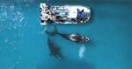 Witness the Giants of the Ocean: An Unforgettable Whale Watching Adventure! - Image 12