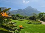 Discover the Magic of Kirstenbosch Botanical Gardens - Image 5