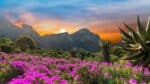 Discover the Magic of Kirstenbosch Botanical Gardens - Image 7