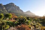 Discover the Magic of Kirstenbosch Botanical Gardens - Image 8