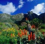 Discover the Magic of Kirstenbosch Botanical Gardens - Image 11