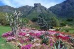 Discover the Magic of Kirstenbosch Botanical Gardens - Image 10