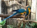 World of Birds - Image 5