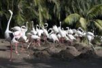 World of Birds - Image 7