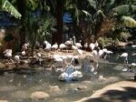 World of Birds - Image 8