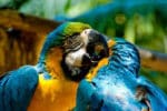 World of Birds - Image 9