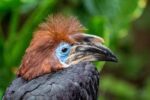 World of Birds - Image 10