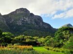 Discover the Magic of Kirstenbosch Botanical Gardens - Image 4