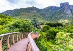 Discover the Magic of Kirstenbosch Botanical Gardens - Image 2