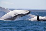 Witness the Giants of the Ocean: An Unforgettable Whale Watching Adventure! - Image 2
