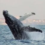 Witness the Giants of the Ocean: An Unforgettable Whale Watching Adventure!
