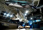 Unearth the Past at Iziko Museums Cape Town: An Unforgettable Adventure! - Image 2