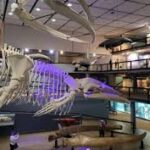 Unearth the Past at Iziko Museums Cape Town: An Unforgettable Adventure!