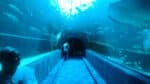 An Unforgettable Two Oceans Aquarium Adventure! - Image 3