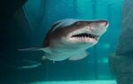 An Unforgettable Two Oceans Aquarium Adventure! - Image 2
