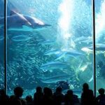 An Unforgettable Two Oceans Aquarium Adventure!