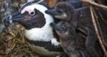 Educational Penguin Encounters: Inspire Conservation Action with Endangered African Penguins!