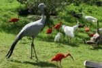 World of Birds - Image 4