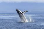 Educational Whale Watching: Plan an Unforgettable Marine Adventure for Your Students! - Image 3