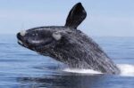 Educational Whale Watching: Plan an Unforgettable Marine Adventure for Your Students! - Image 2