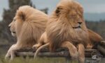 Unleash Your Inner Explorer: A Roar-some Adventure at Panthera Big Cat Sanctuary! - Image 4