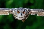 World of Birds - Image 2