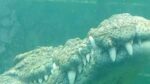 An Unforgettable Crocodile Encounter at Afrikanos! - Image 6